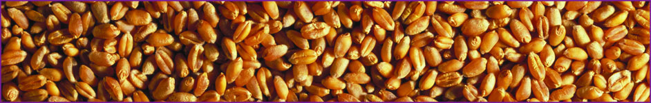 Ingredients corner