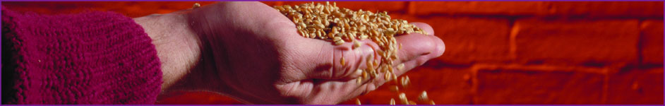 Wheat harvest assessment