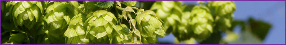 Fermented and Alcoholic Drinks Member Interest Group