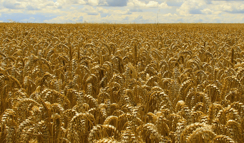 Cereals and cereal applications testing working group