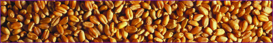 Cereals, milling and baking panel