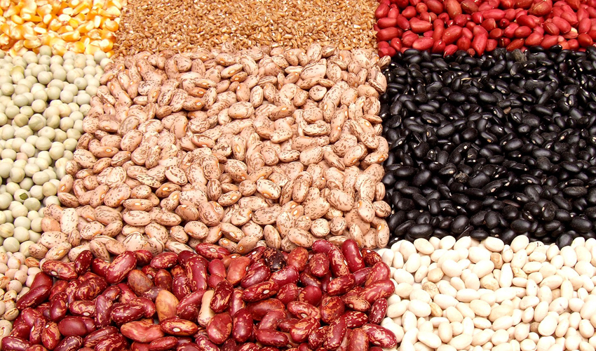 Potential of plant proteins for ingredient and product development