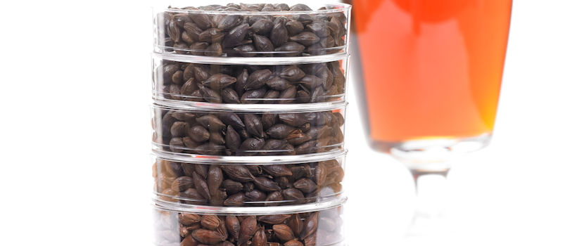 Potential brewing contaminants analysis