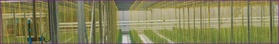 Raw material production