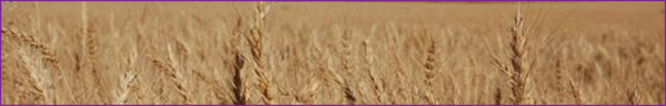 Classification of wheat
