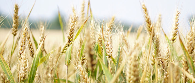 Wheat authenticity and classification