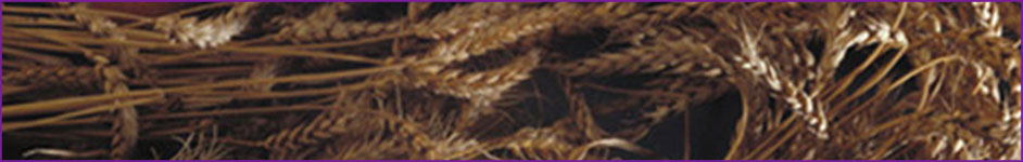 Wheat and flour research and development