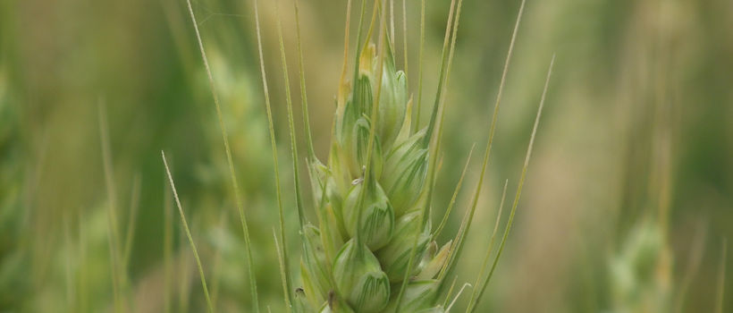 Wheat and flour research and development